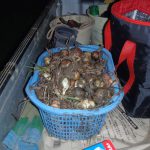 タマネギ　230716